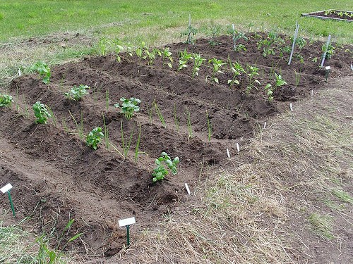 Garden Planting