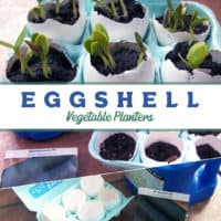 Using Eggshells as Vegetable Planters