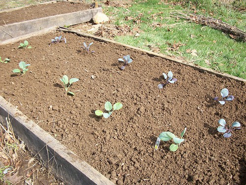 Planting a Garden