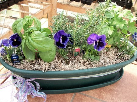growing your own indoor herb garden