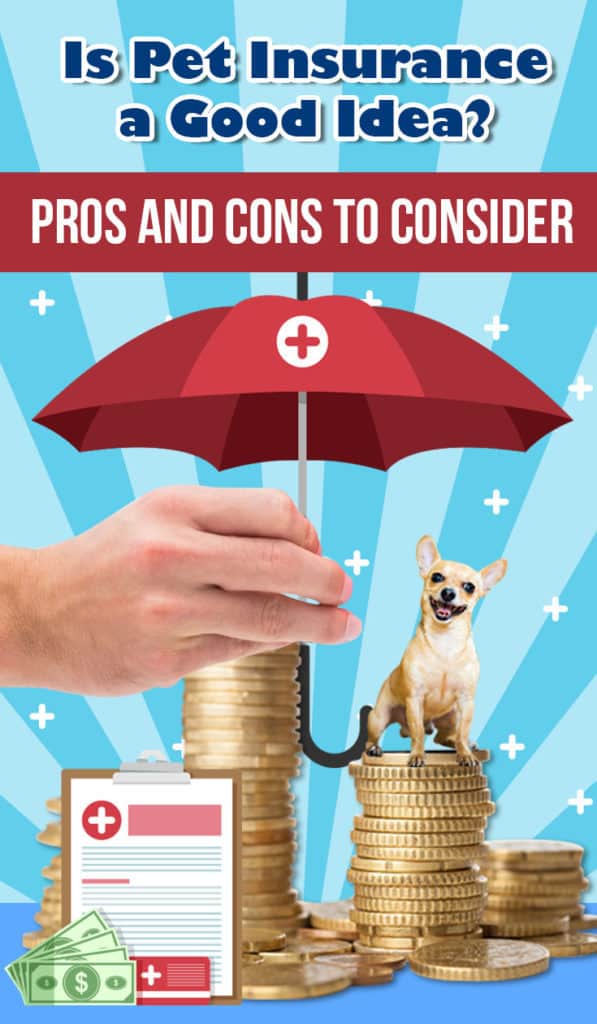 Affordable Pet Insurance: Best Pet Insurance Plans And Coverage