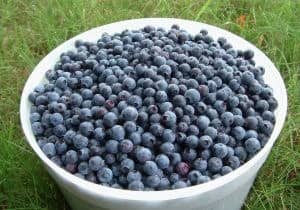 Freeze Blueberries and Save