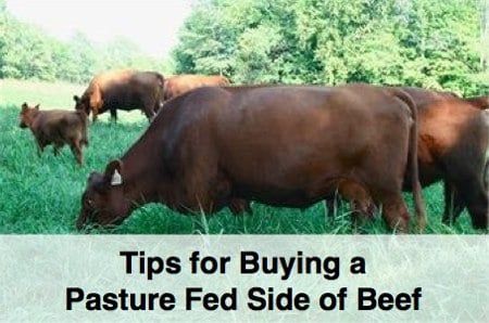 how to buy a pasture fed side of beef