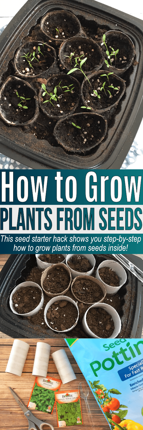 Learn how to grow seeds indoors so you can start growing plants from seeds inside! This step-by-step seed planting guide helps you grow plants from seeds fast - within 7-10 days before the seeds start to grow!