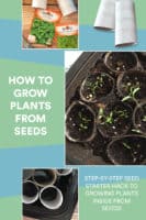 How to Grow Plants from Seeds Step-by-Step Tutorial