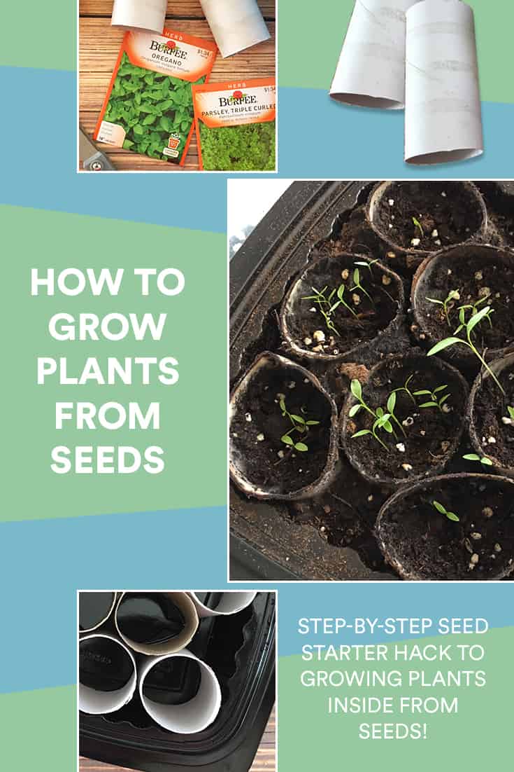 How to Grow Plants from Seeds Step-by-Step Tutorial