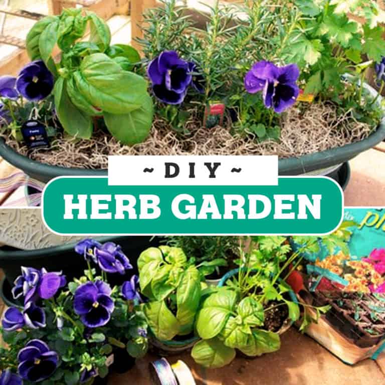 DIY Herb Garden: Container Ideas for Beginners