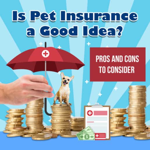 Affordable Pet Insurance: Best Pet Insurance Plans and Coverage