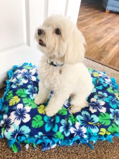 DIY Dog Bed No-Sew
